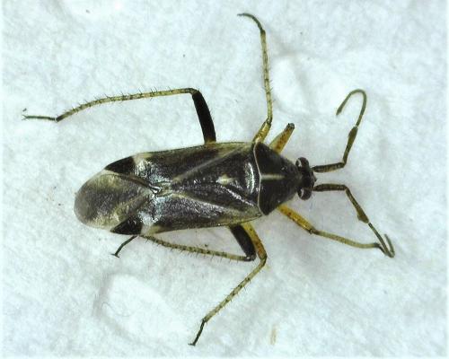 Réf. 280 536 : Harpocera thoracica
